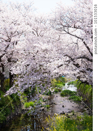 沿河染井吉野櫻花盛開的風景 沿河染井吉野櫻花盛開的風景 101533016
