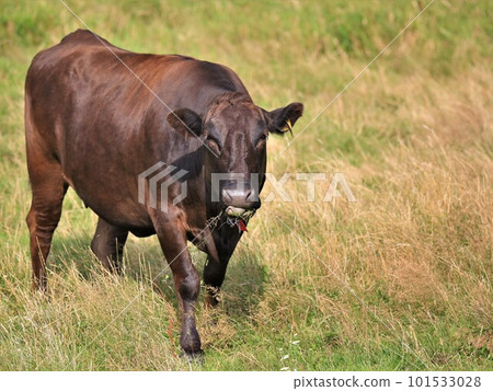 Japanese beef 101533028