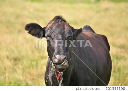 Japanese beef Japanese beef 101533108