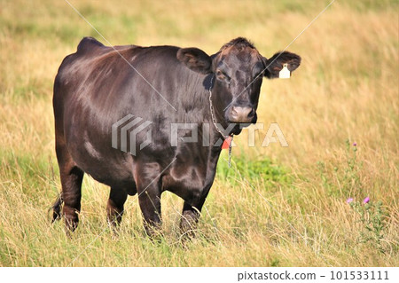 日本牛肉 101533111