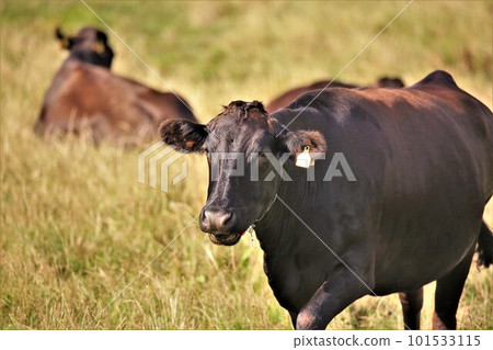 Japanese beef 101533115