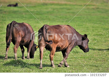 Japanese beef 101533207