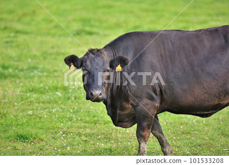 Japanese beef 101533208
