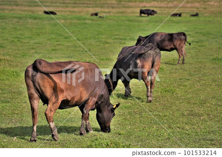 日本牛肉 101533214