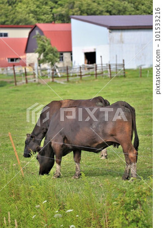 日本牛肉 日本牛肉 101533216
