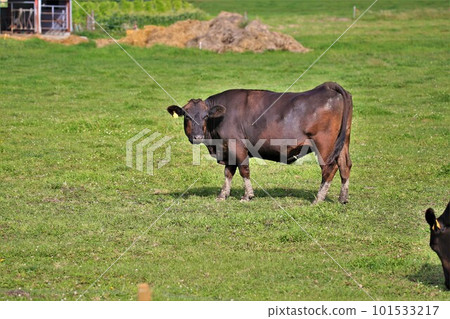 Japanese beef 101533217