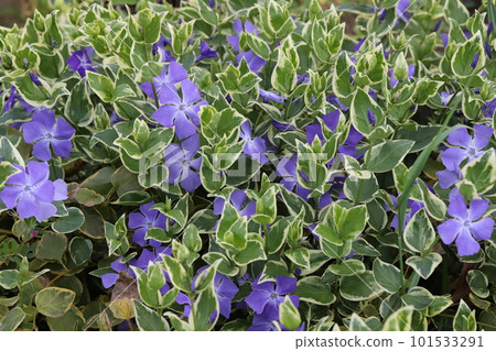 Purple periwinkle flowers blooming in the spring garden 101533291