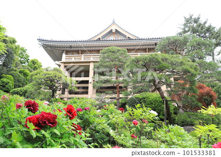 新宿區下落合，牡丹盛開的藥王院內 101533381