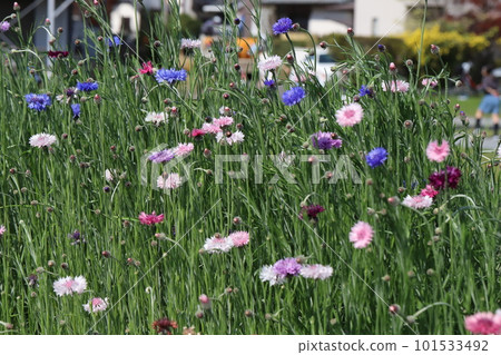 開花在春天公園的五顏六色的矢車菊花 101533492