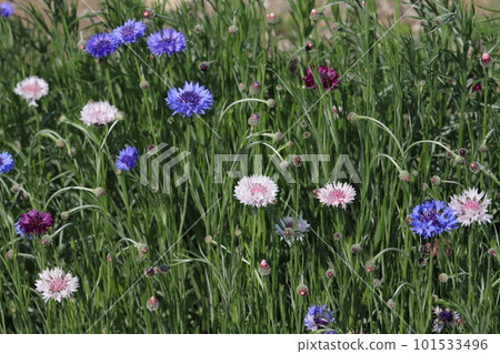 Colorful cornflower flowers blooming in spring park 101533496