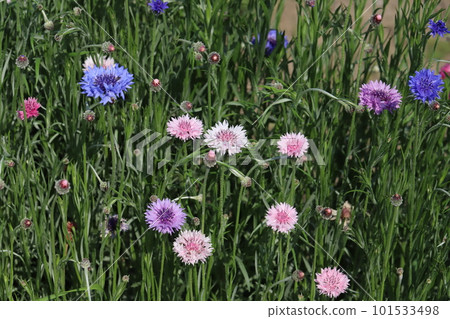 Colorful cornflower flowers blooming in spring park 101533498