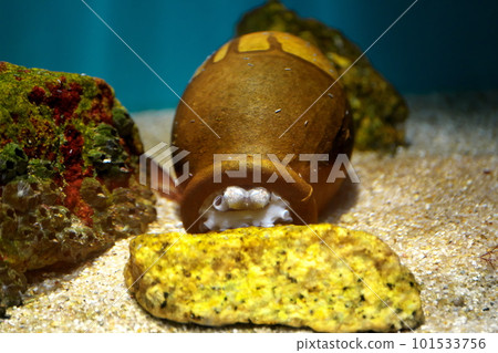 章魚鍋裡的章魚 101533756