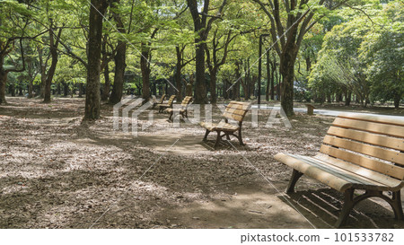 東京｜春天代代木公園中央廣場附近的長椅 101533782