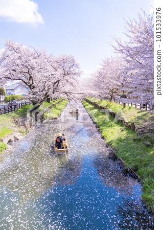 新子川沿岸盛開的櫻花和一艘小船 101533976