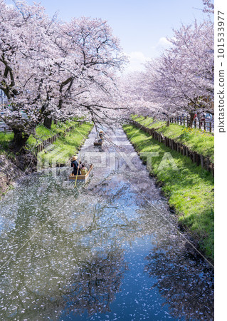 Cherry blossoms in full bloom along the Shingashi River and a small boat 101533977
