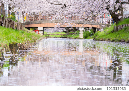 川越冰川神社後新子川沿岸的川越櫻花盛開的絕景 101533983