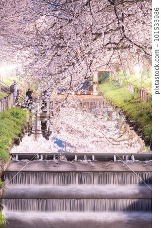 川越新子川夜幕下的櫻花 101533986