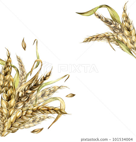 Board of wheat ear, barley watercolor illustration isolated on white background. 101534004