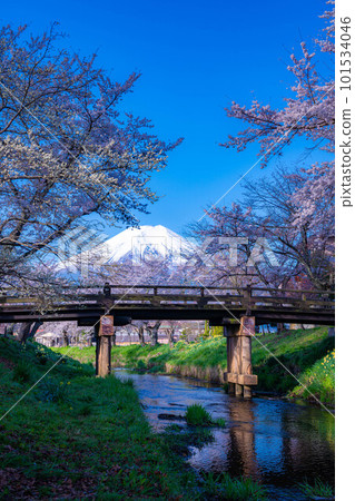 [春季材料]忍野村和富士山的櫻花[山梨縣] 101534046