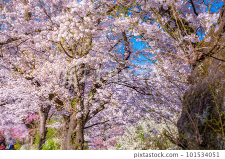 [Spring material] Cherry blossoms in Oshino Village and Mt. Fuji [Yamanashi Prefecture] 101534051