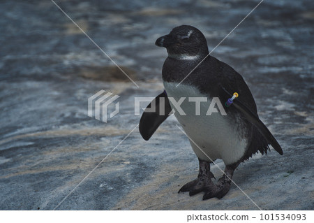 Little penguin in front of ice blue water in a zoo in Germany Little penguin in front of ice blue water in a zoo in Germany 101534093