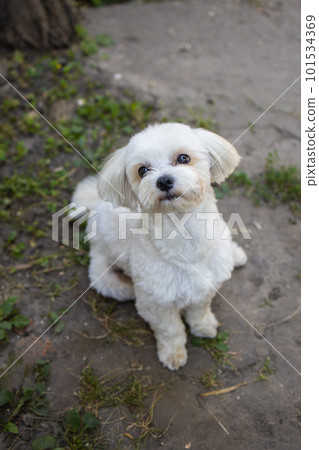 beautiful white maltese sits and looks at the camera 101534369