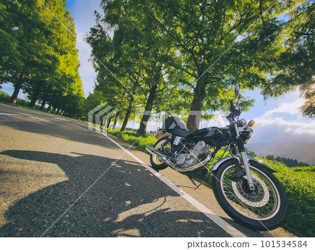 Metasequoia trees and bikes 101534584