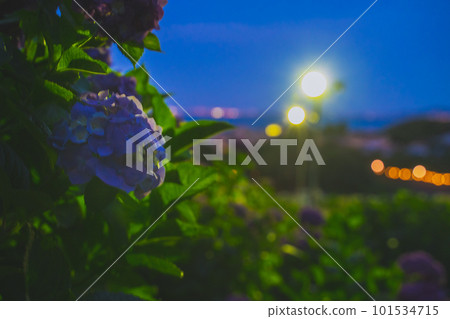 Hydrangea blooming in the city at night Hydrangea blooming in the city at night 101534715