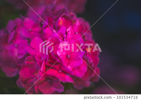 Red hydrangea 101534718