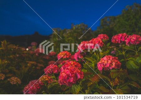 Colorful hydrangea Colorful hydrangea 101534719