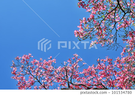 Dogwood flower Dogwood flower 101534780