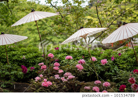 鎌倉泉 鶴岡八幡宮 13鈕 鎌倉泉 鶴岡八幡宮 13鈕 101534789