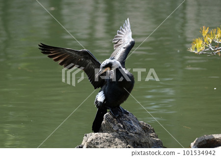 在繁殖羽毛擺姿勢的鸕鶿 101534942