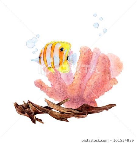 Watercolor drawing set of bottom snag, coral, air bubbles and butterfly fish on white background. Deeply painted coral in warm bright colors contrast with brown snag and transparent blue bubbles. Watercolor drawing set of bottom snag, coral, air bubbles and butterfly fish on white background. Deeply painted coral in warm bright colors contrast with brown snag and transparent blue bubbles. 101534959