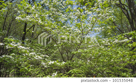 春天盛開的山茱萸花 春天盛開的山茱萸花 101535048