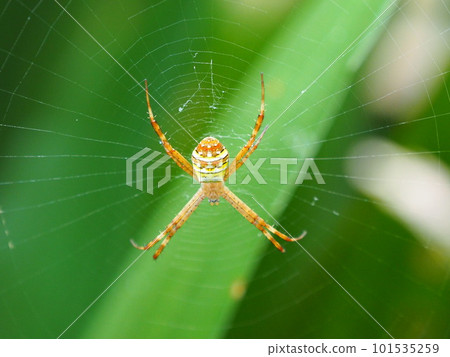 A female Argiope argiope, a small species of argiope spider with beautiful colors and patterns. young individual. 101535259