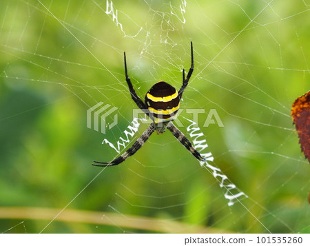 黑色和黃色的華麗邊框蜘蛛。一隻雌性 Argiope 蜘蛛棲息在巢穴上。 黑色和黃色的華麗邊框蜘蛛。一隻雌性 Argiope 蜘蛛棲息在巢穴上。 101535260