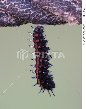 Pre-pupa (larva just before becoming a pupa) of a black fritillary hanging from a rope Pre-pupa (larva just before becoming a pupa) of a black fritillary hanging from a rope 101535290