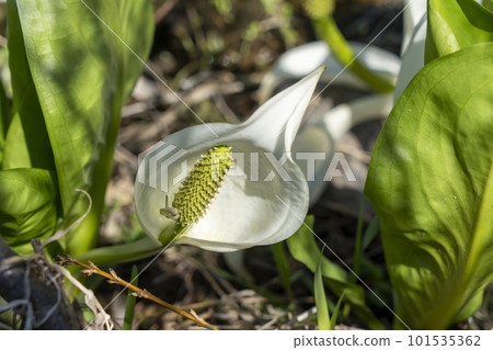 水芭蕉盛開在春天的原野 101535362
