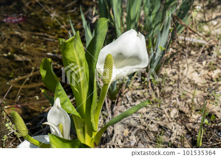 溪流中盛開的水葉 101535364