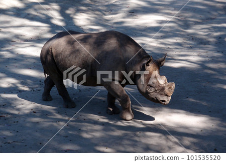 Rhino at Zoo Rhino at Zoo 101535520