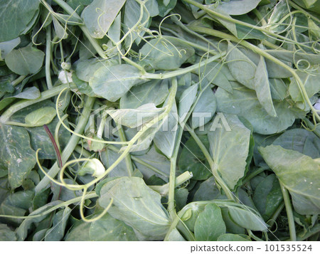 Bunch of Lettuce at a Farmers Market 101535524