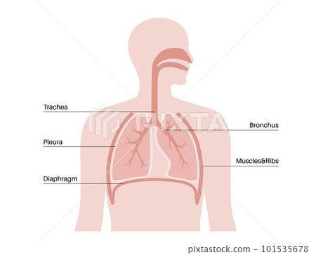Pleura anatomical poster 101535678