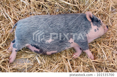 Pot Bellied Pig Sleeps 101535700