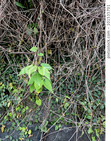 Fresh green among withered ivy 101535701