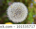 蒲公英絨毛上的蜘蛛 101535717