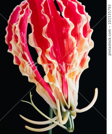 Gloriosa Gloriosa 101535793