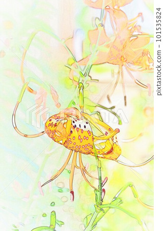 Gorgeous summer tradition demon lily illustration 1 Gorgeous summer tradition demon lily illustration 1 101535824
