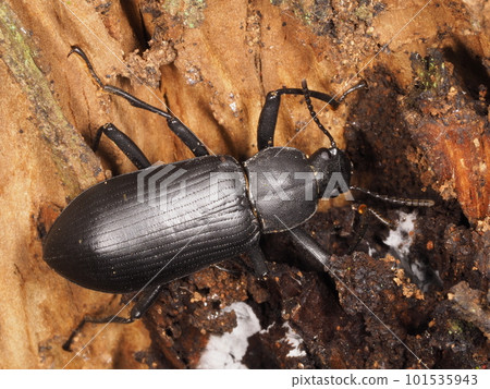 Satoyumi beetle in a dead tree. Relatively large beetle relative. Satoyumi beetle in a dead tree. Relatively large beetle relative. 101535943