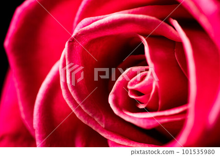 Red roses flowers. 101535980